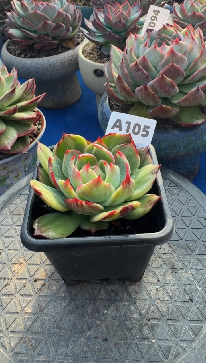 【闪购商品】A105惊鸿仙子（裸根发货）