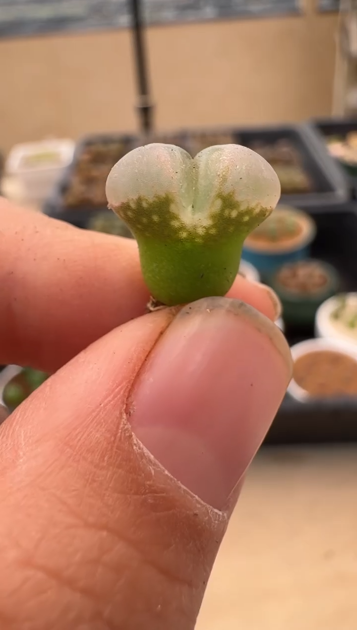 【闪购商品】22-7.