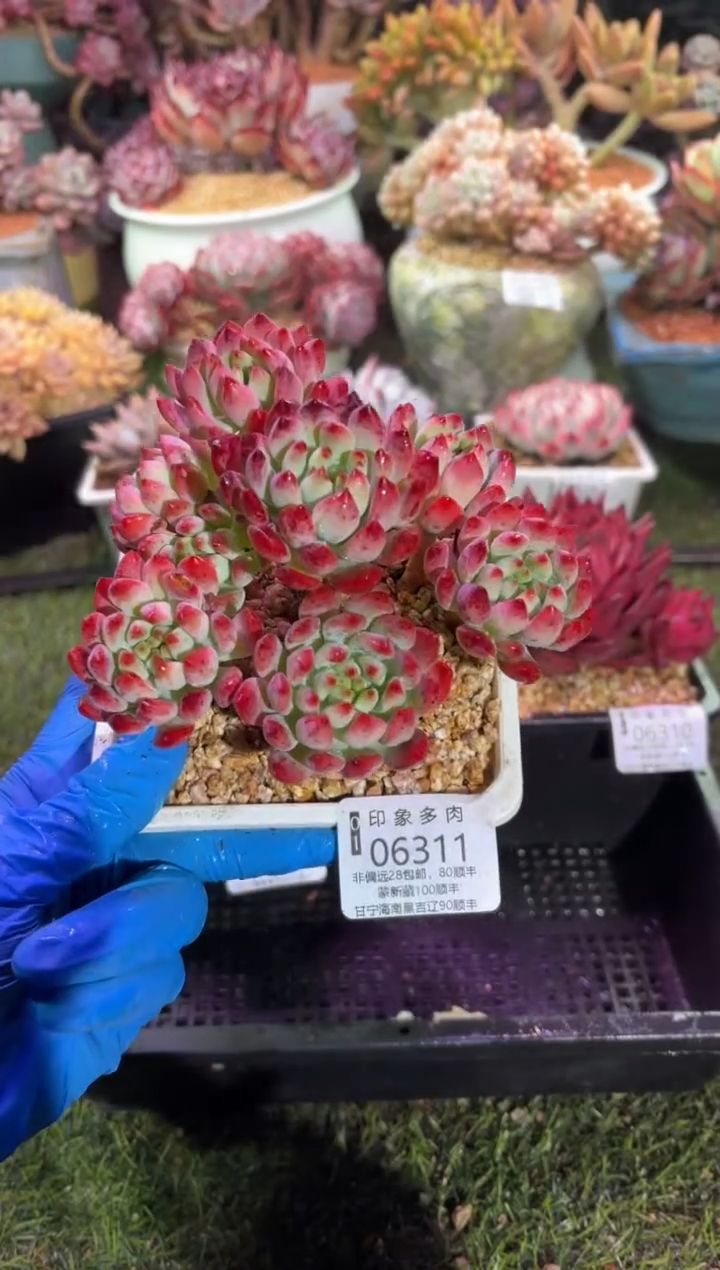 【闪购商品】06311