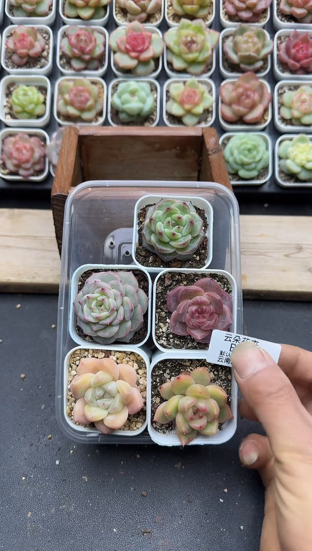 珍妮杂交多肉B29