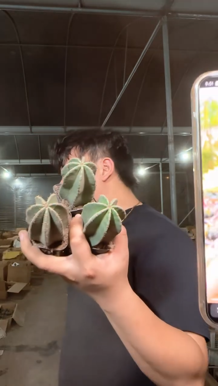 3颗 实生根 单头 微刺虾