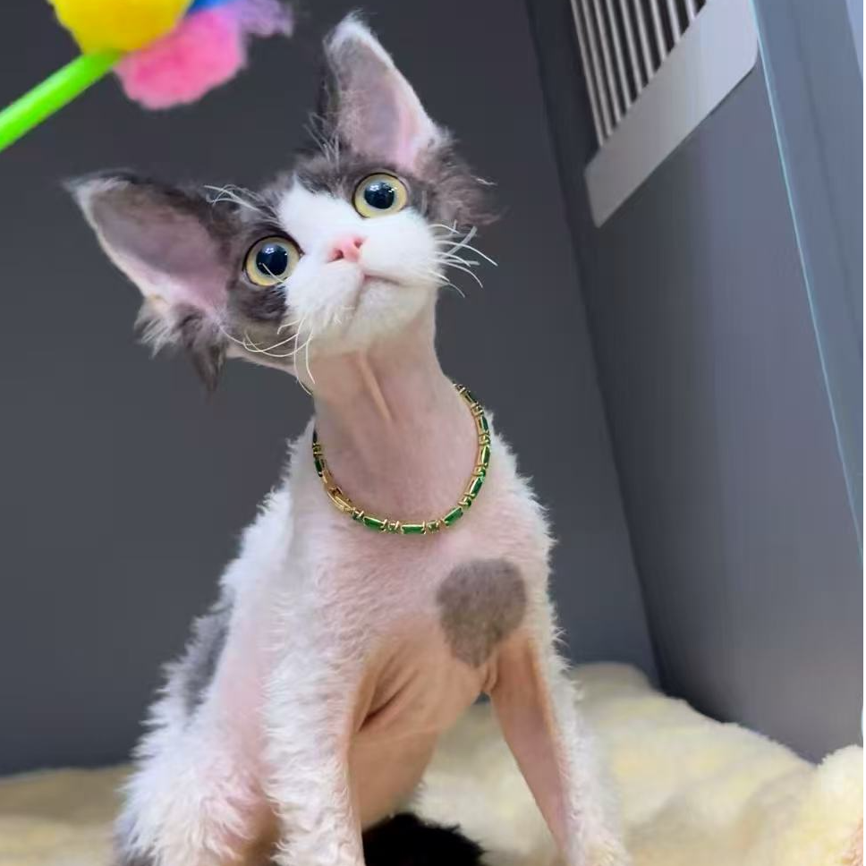德文卷毛猫长毛血