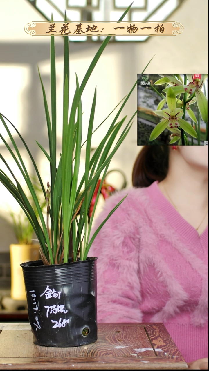 完全开放建兰金针