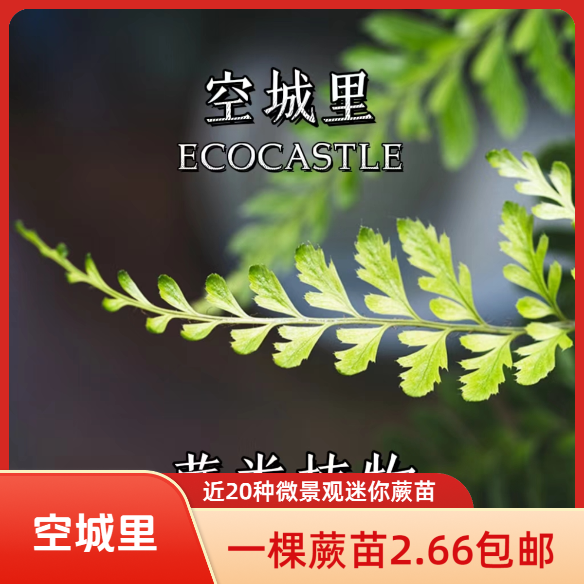 「空城里」微景观吸水石植物蕨类铁线蕨苗马耳蕨狼尾蕨鸟巢蕨心愿蕨