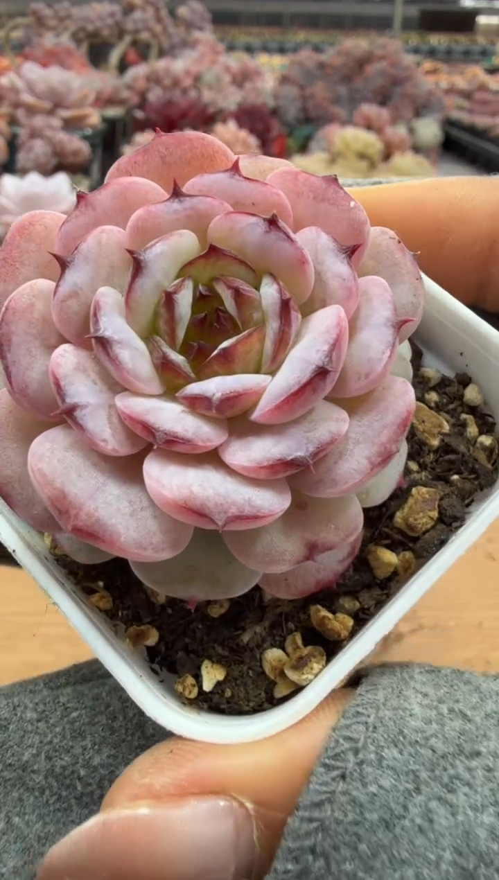 东云多肉园二店-109