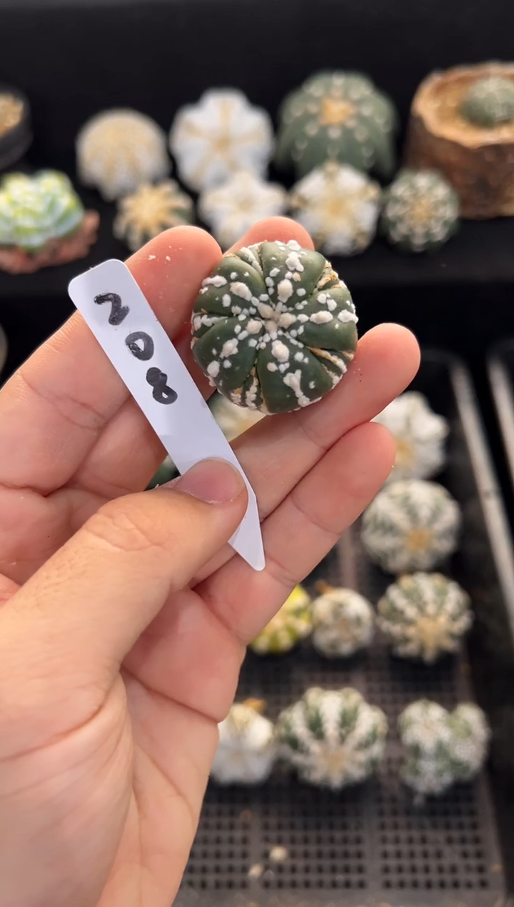 五棱旋转V不含盆土实生编码208