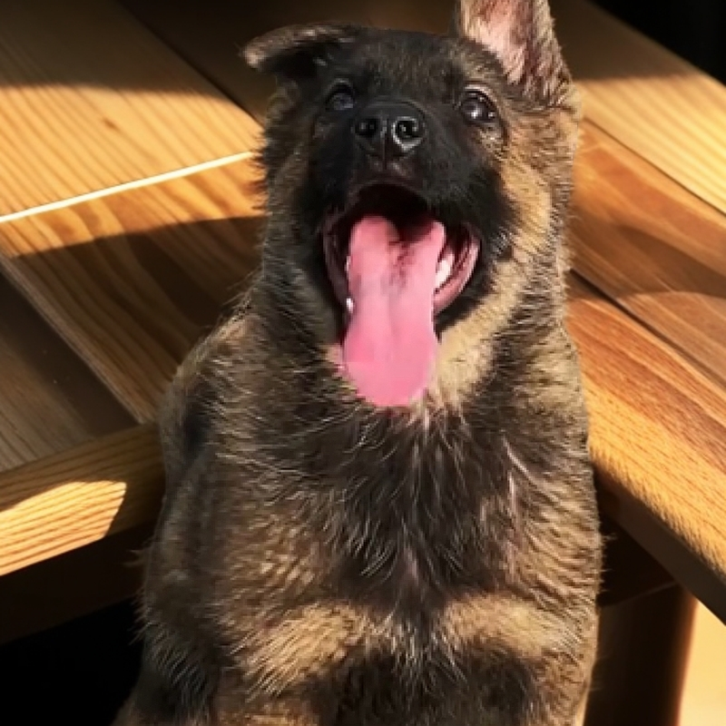 东德牧羊犬 油画