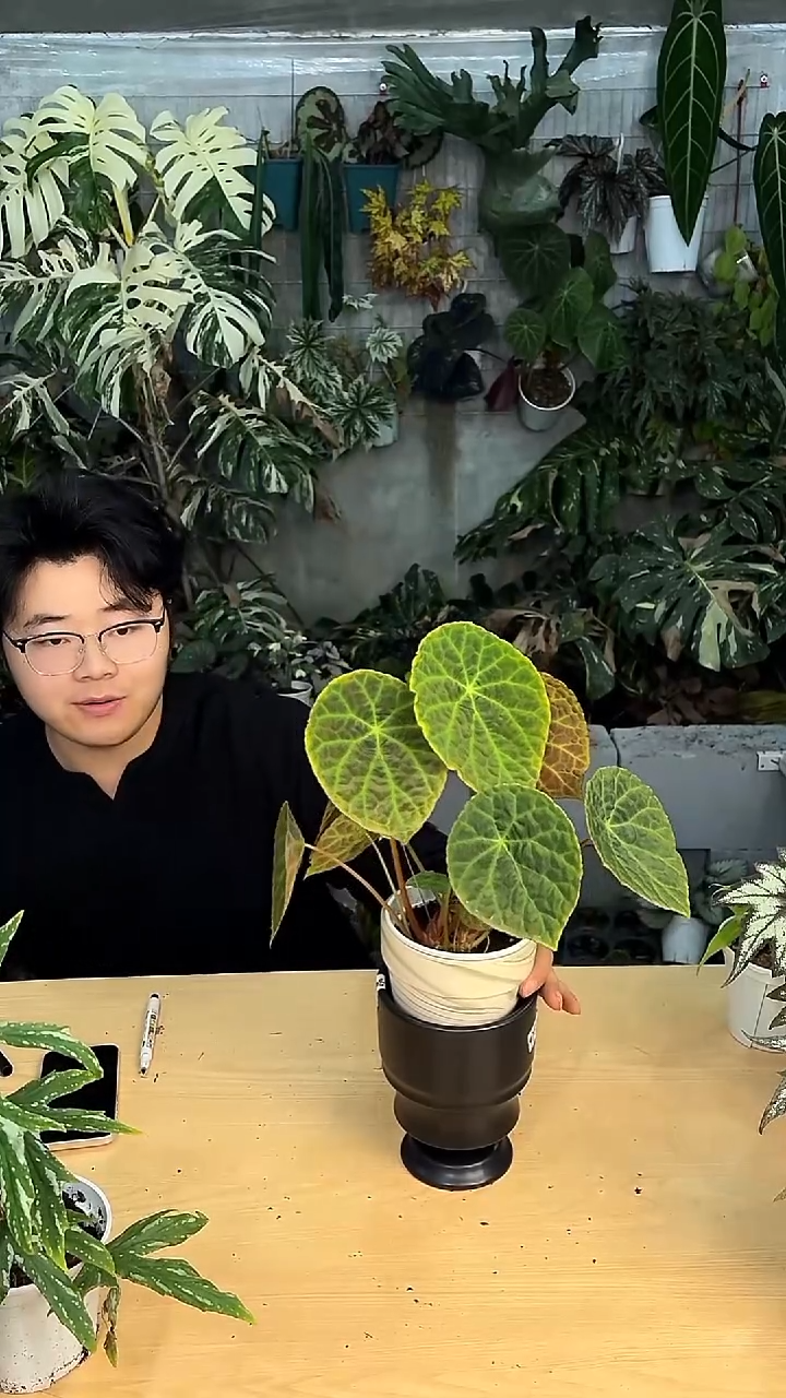 完全开放福玉秋海棠6623