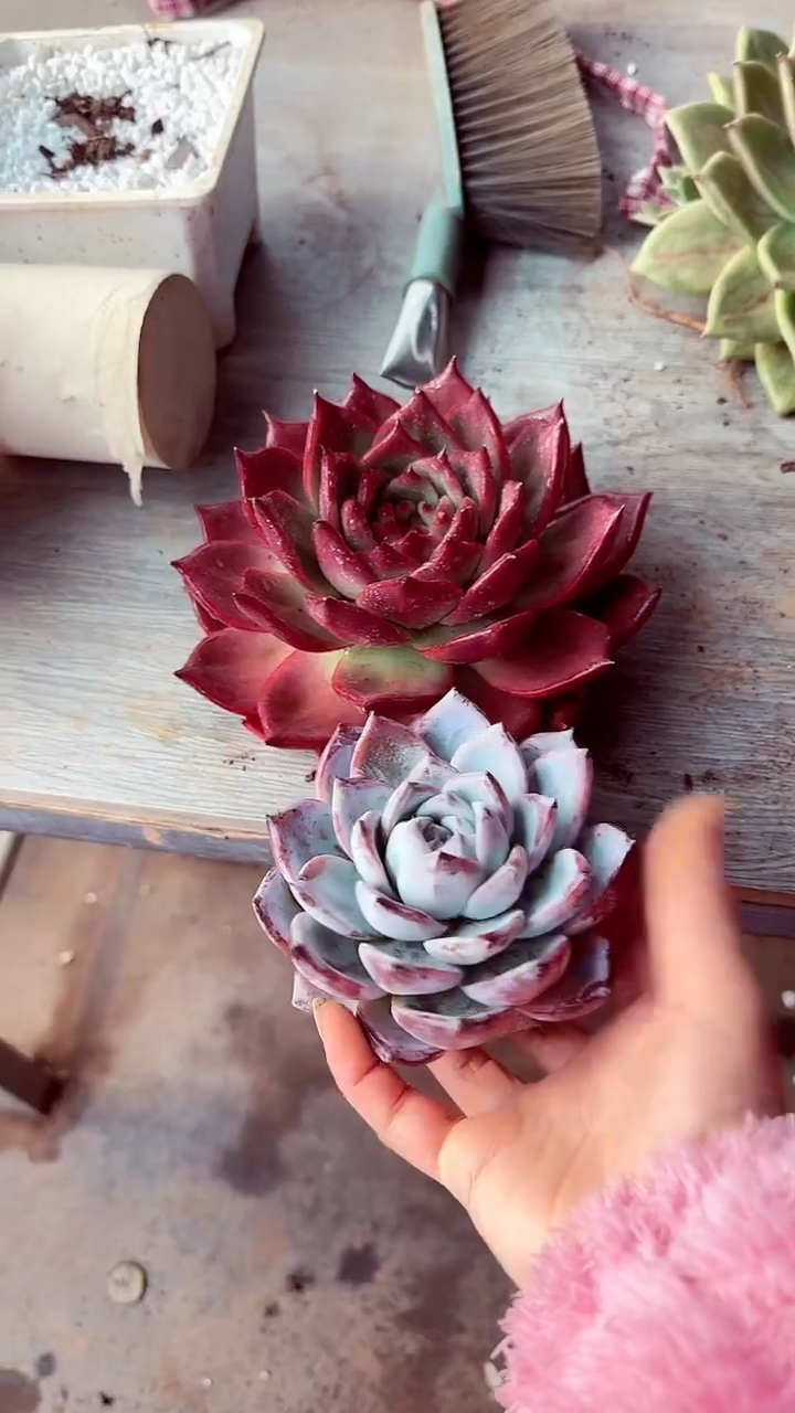 灯***珊两颗精品五十一物一拍