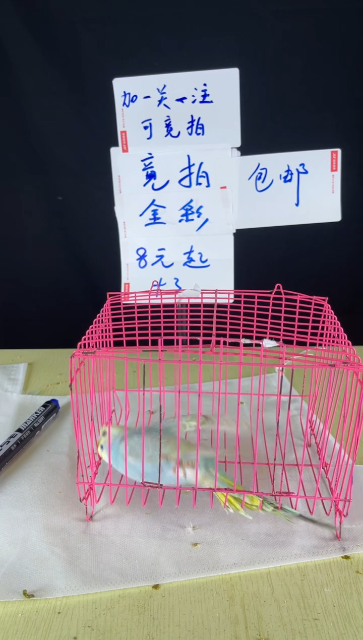 虎皮鹦鹉特色金彩