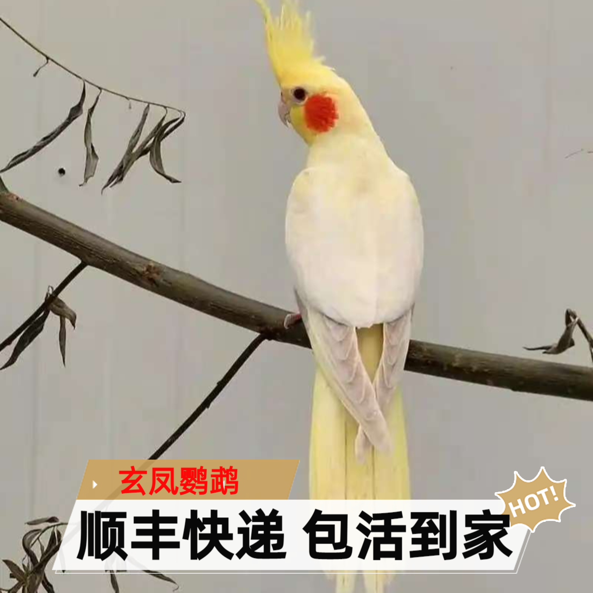 玄凤鹦鹉活体手养宠物黄化玄凤一对可繁殖鸟活物鹦鹉活鸟宠物