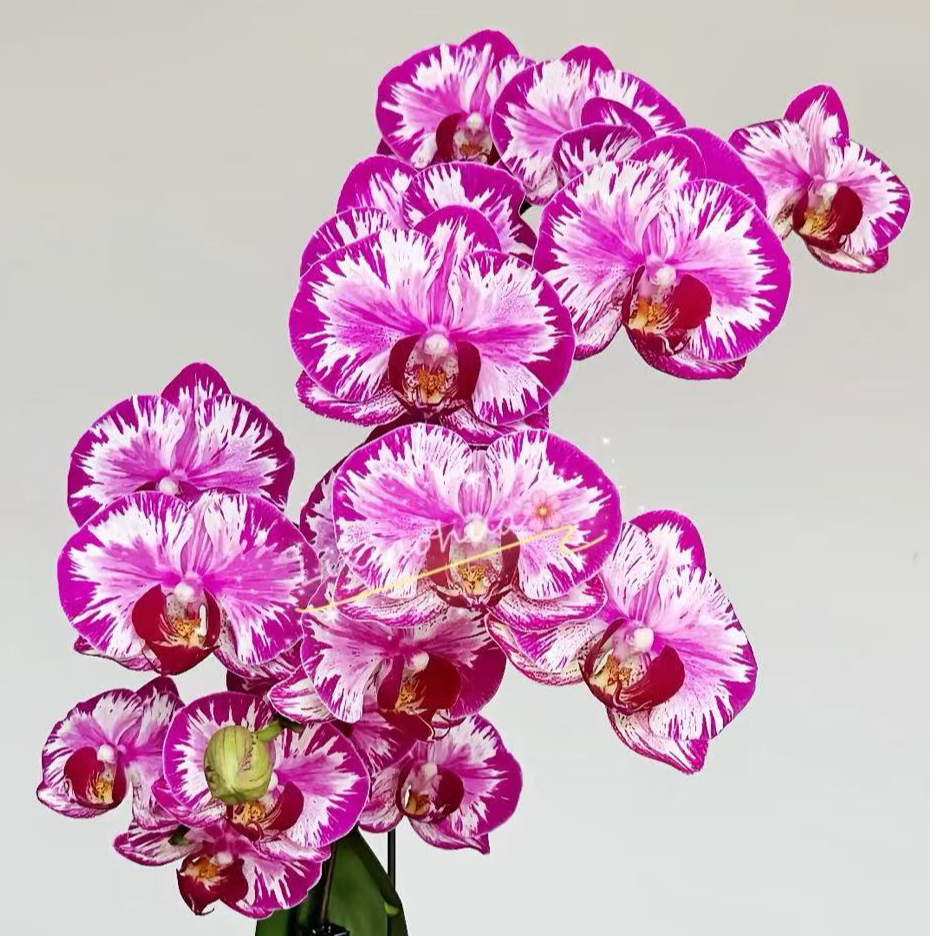 开花株《大展宏图》3.5寸杯蝴蝶兰【叶片爱开裂，介意勿拍】