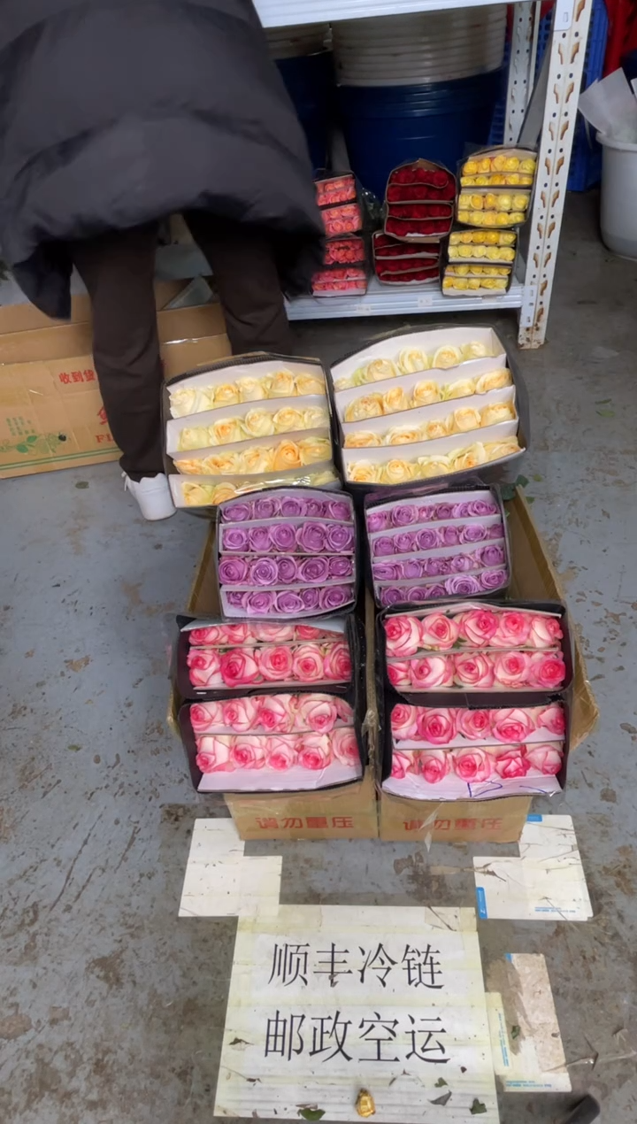 艾沙20枝+紫霞20枝+香槟20枝