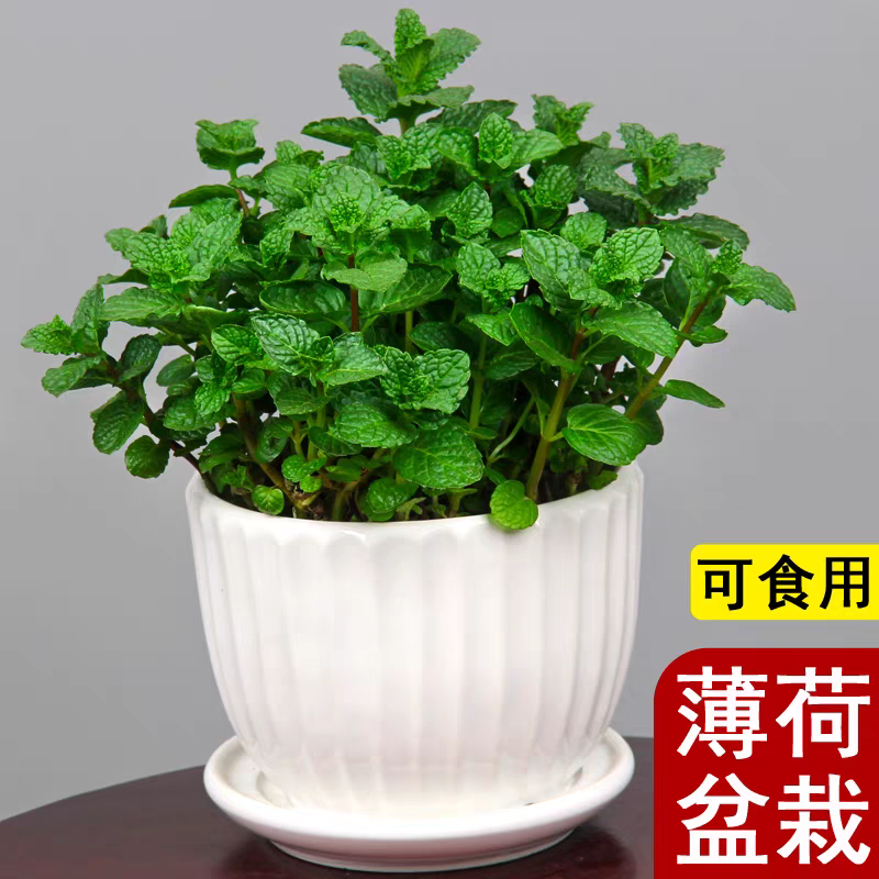 薄荷盆栽四季常青新鲜薄荷叶室内外驱蚊好养绿植