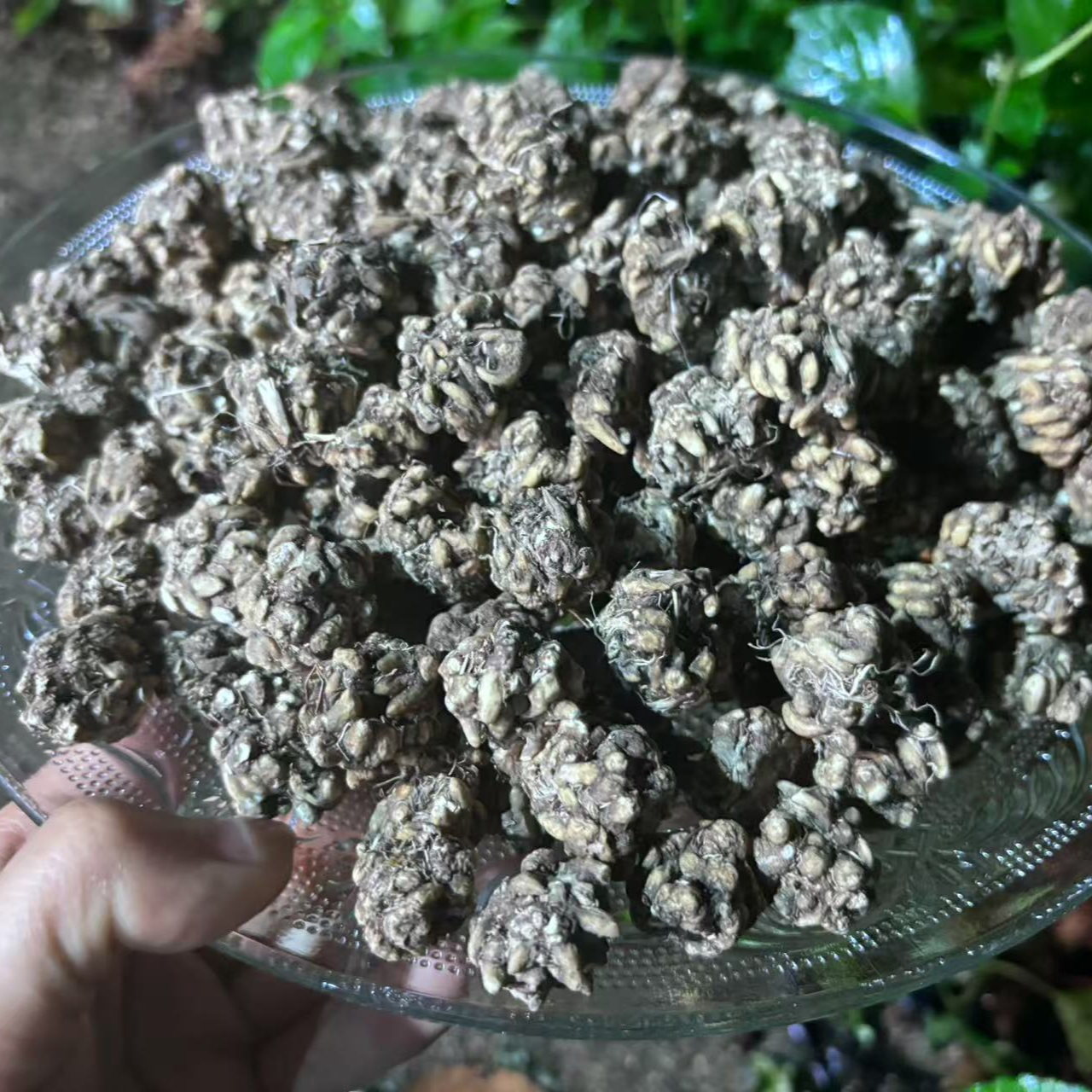1【猫-爪-草】净含量100g-500g【阿虎现收】粮