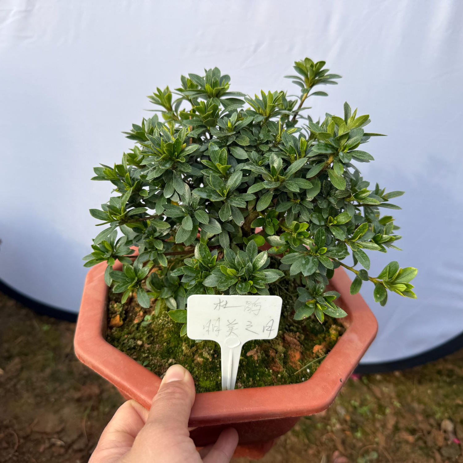 日本皋月杜鹃明美之月桌面阳台花园小绿植