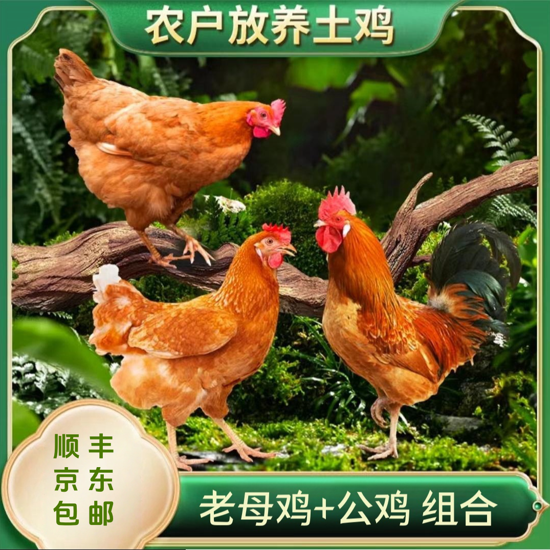 【辰辰】放养3只2年老母鸡+1只土公鸡 共4只净重10-11斤 带内脏
