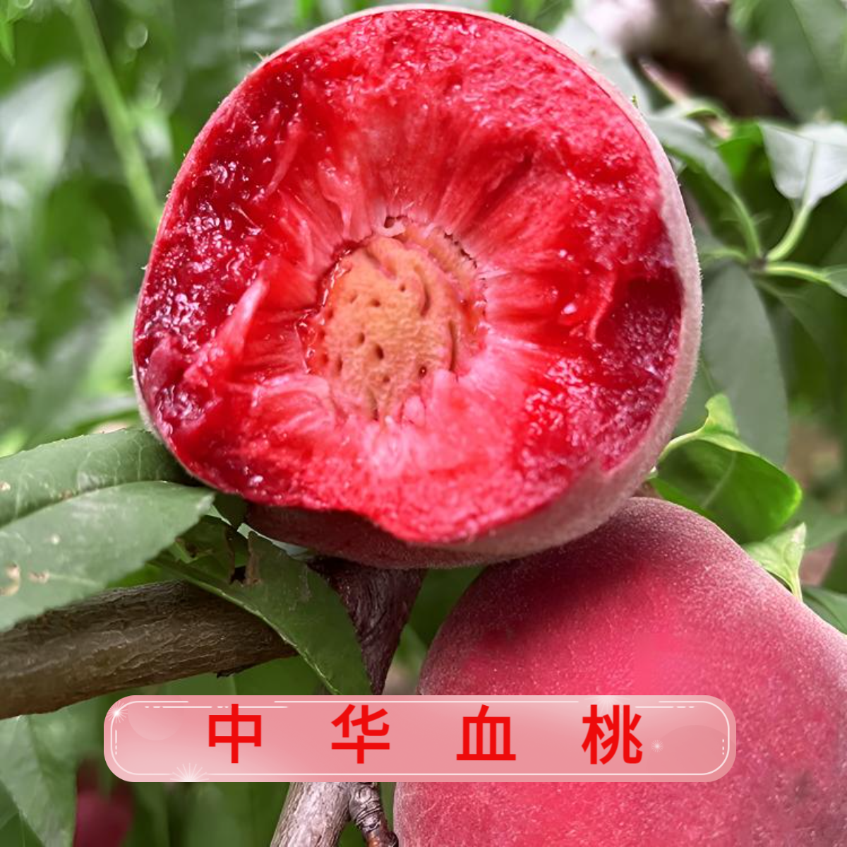 A正宗老树中华血桃当季鲜果香甜多汁新鲜水果水蜜桃             