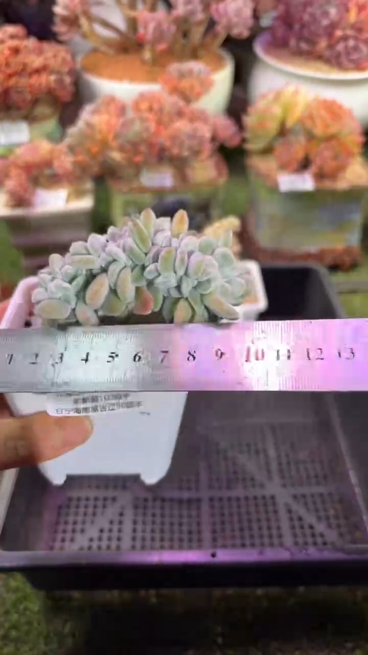 【闪购商品】08904