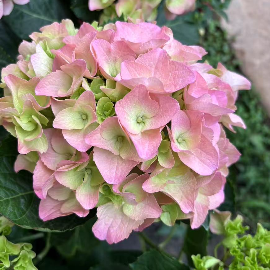 海洋大花绣球 盆栽花苗花园阳台耐热耐寒多年生花卉