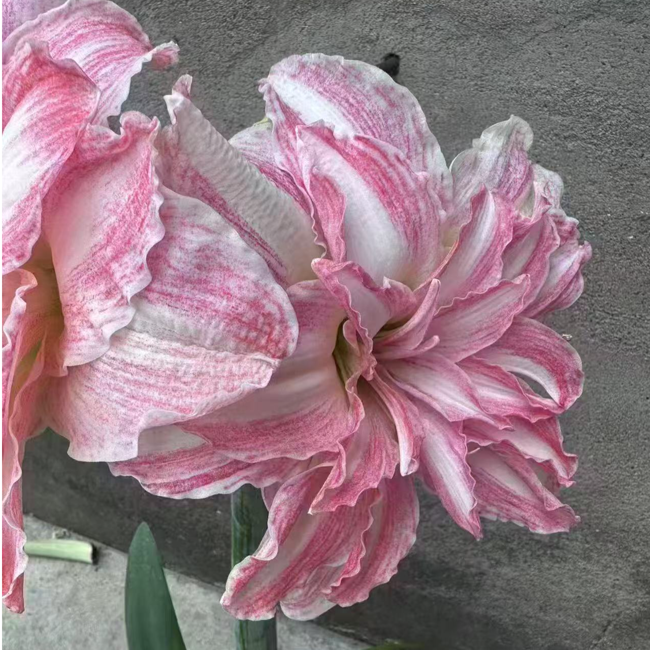 玛瑙朱顶红3厘米左右