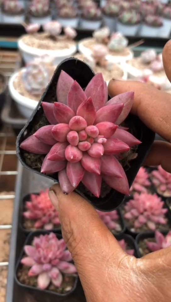 【闪购商品】金鱼姬带盆土