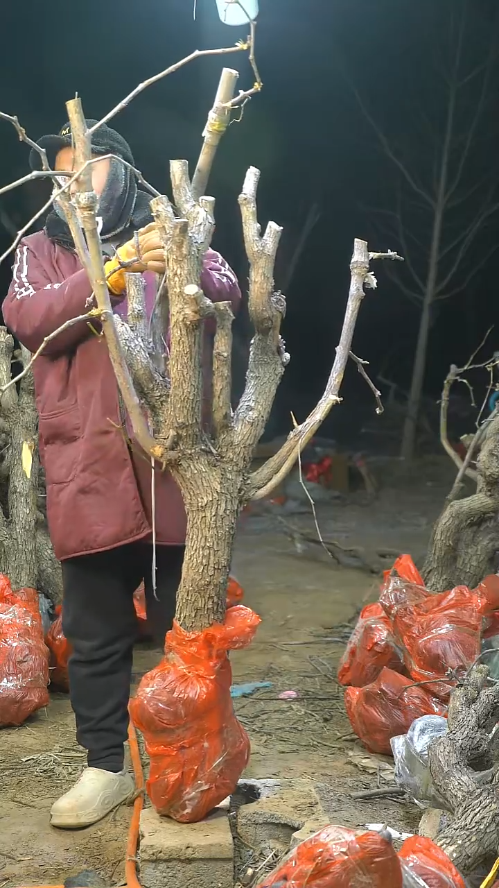 完全开放枣树630