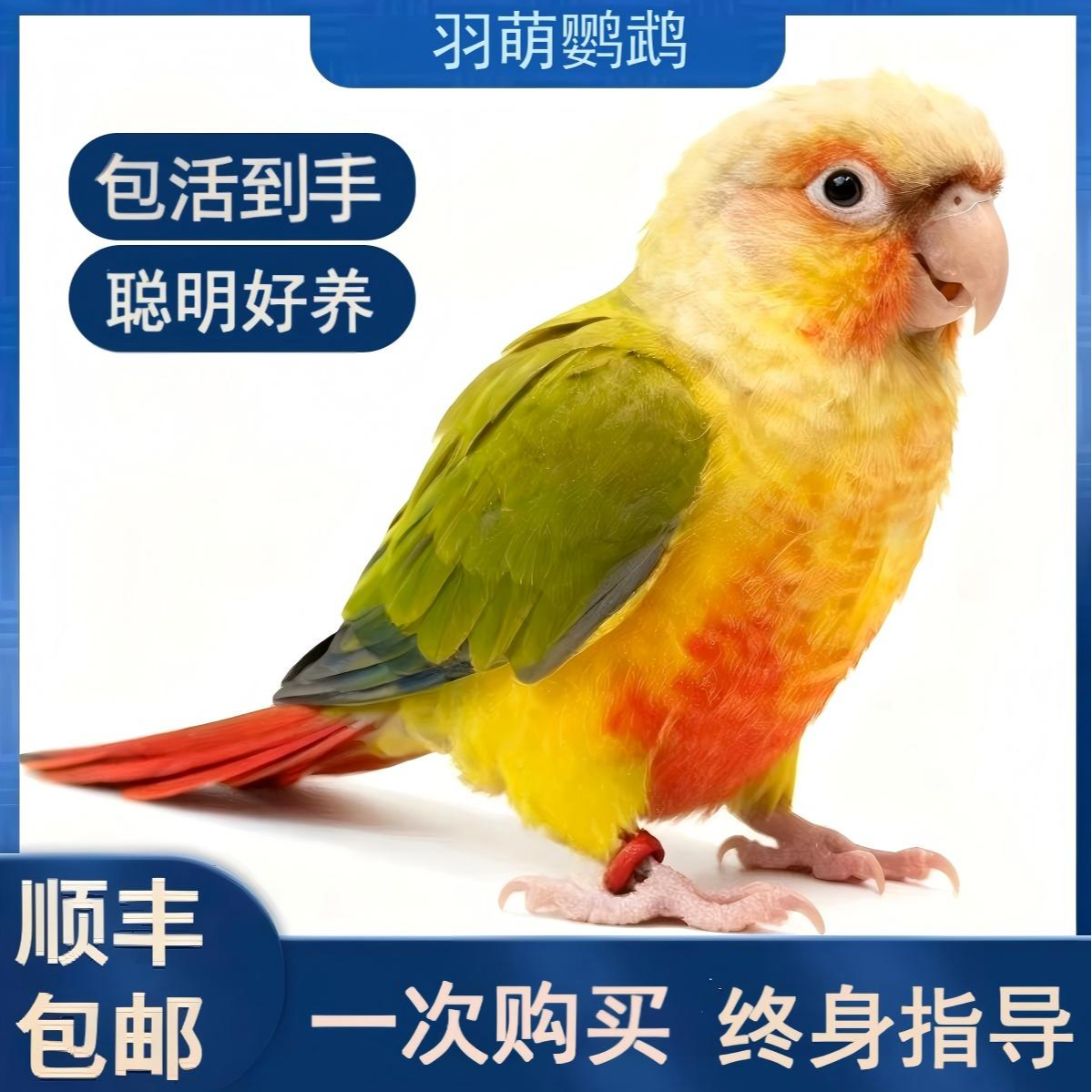 可上手亲人手养活体家养宠物鸟能繁殖下蛋手养齐毛手小鸟鹦鹉