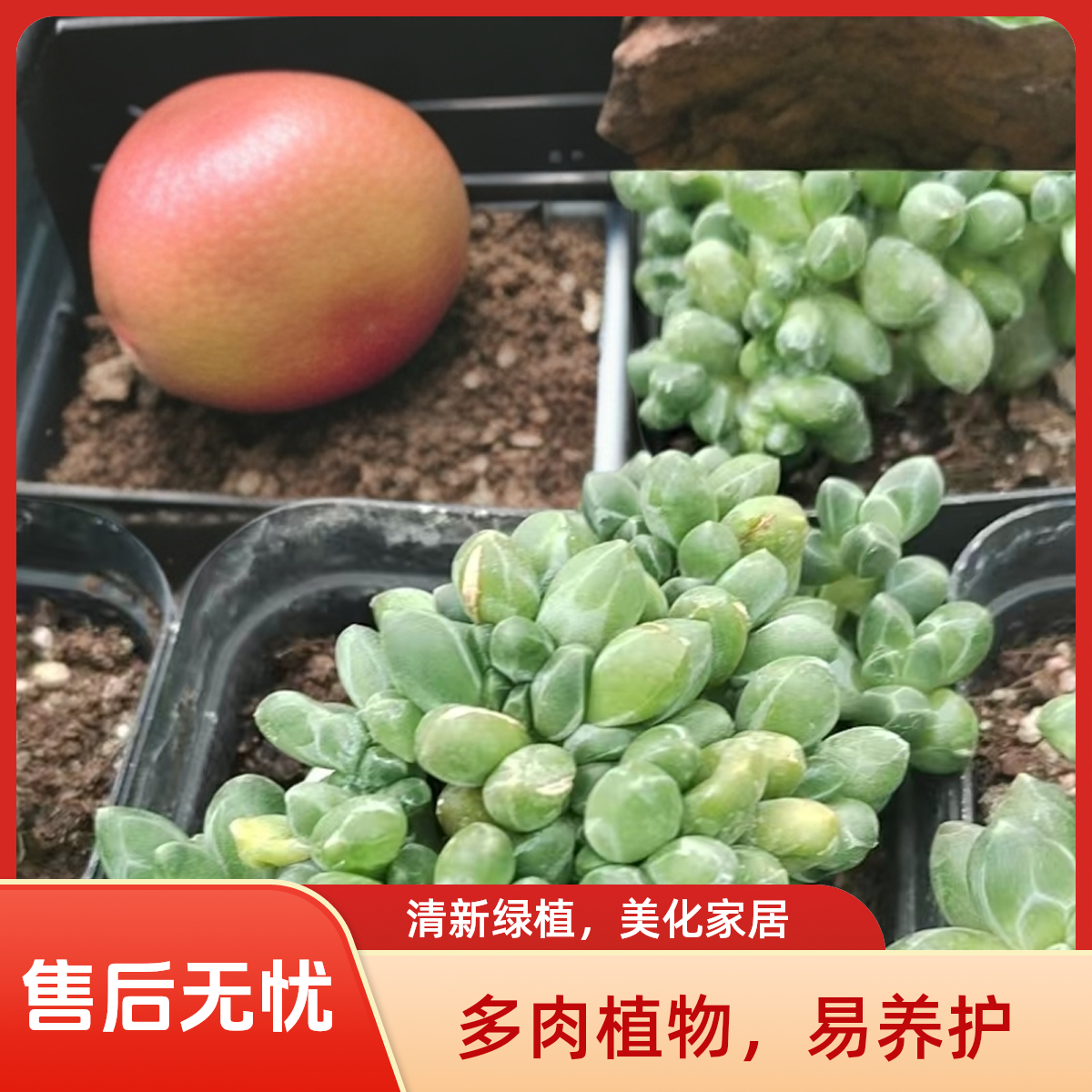 千代田缀化多肉植物盆栽品种好养适合办公室阳台