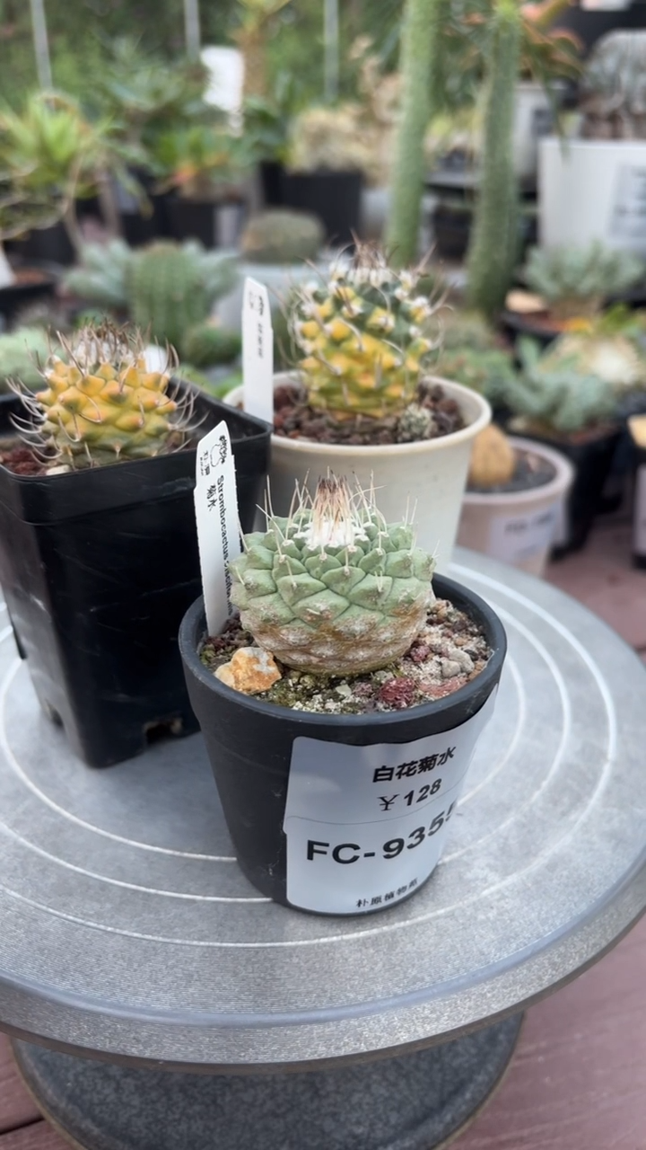 李*肉白花菊水FC-9355