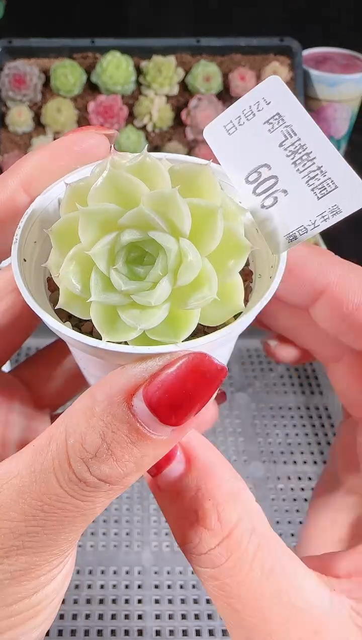 1202-606多肉群生不包整