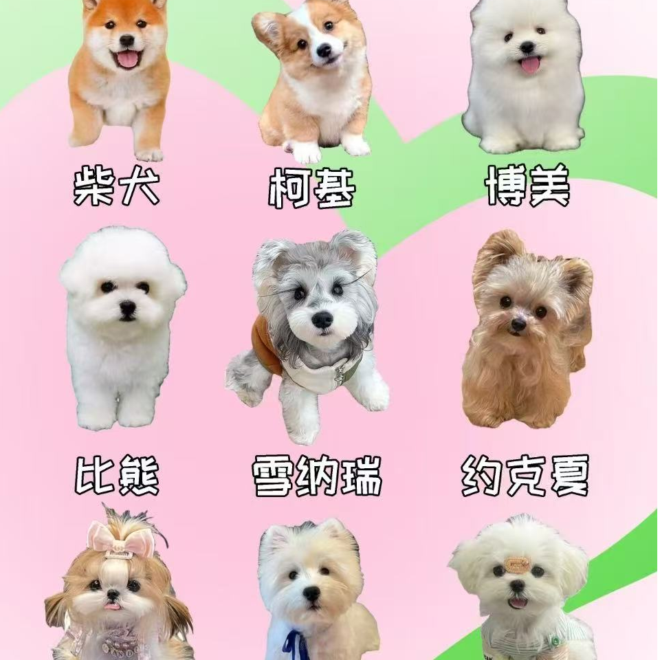 {奶豆萌宠}T狗狗活体