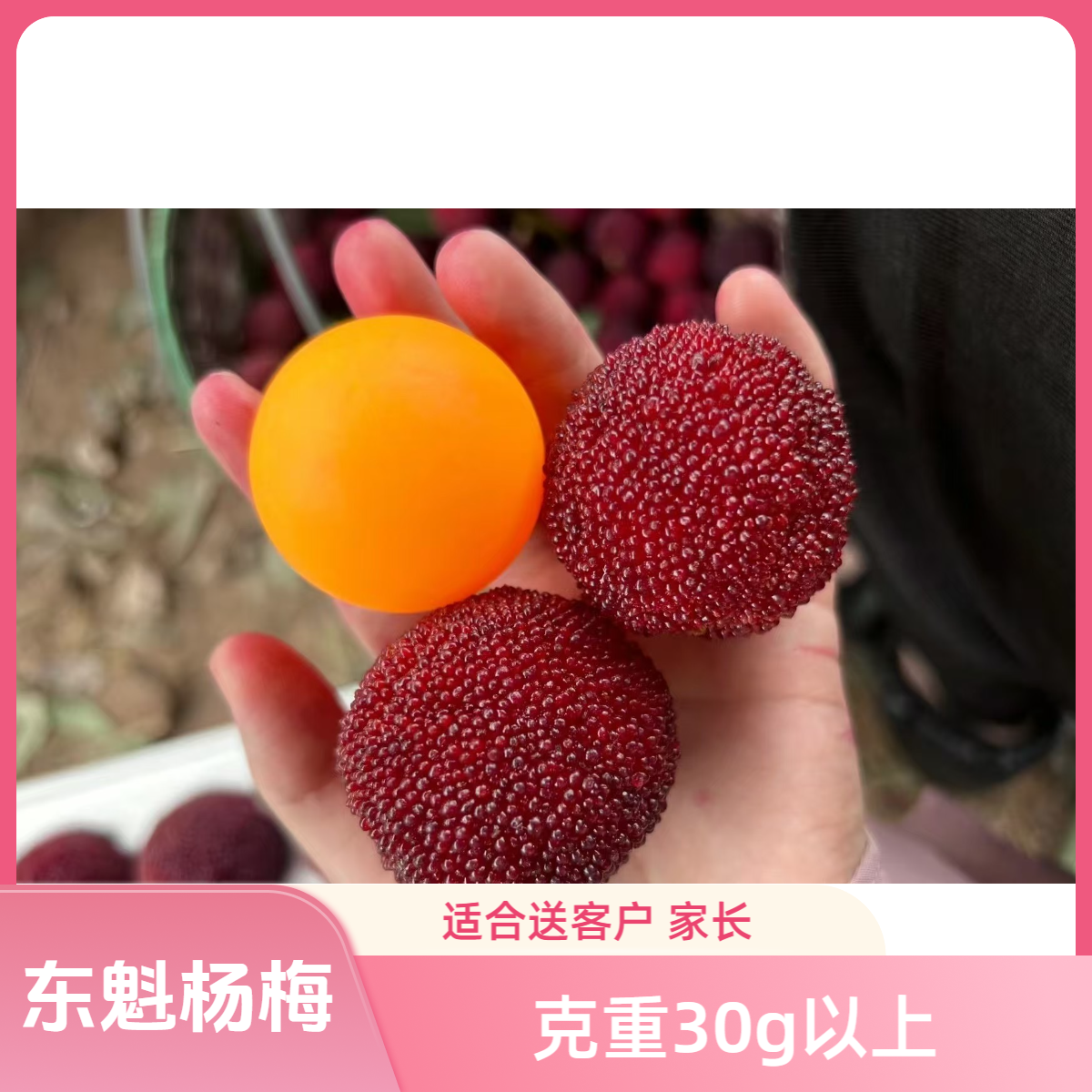 11A特大贡果大棚东魁杨梅现采现摘顺丰冷链（适合送老板 长辈）