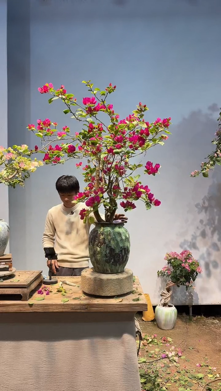 以实际为准三角梅吗52