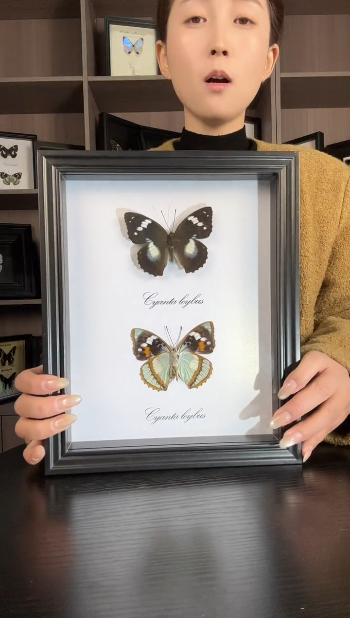 实木竖款白斑迷蛱蝶（蝴蝶装饰画10寸框）