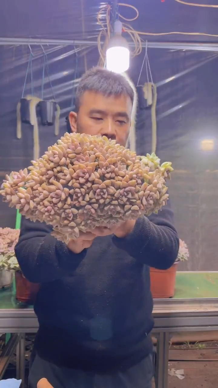 184淡雪缀化一物一拍