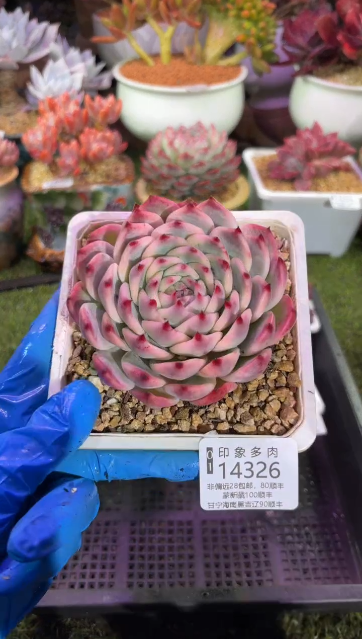 【闪购商品】14326