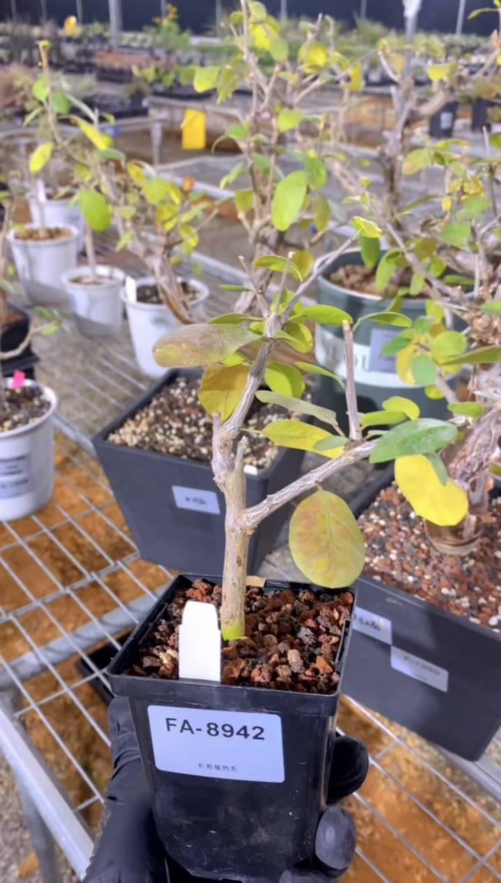 【闪购商品】扦插舍特达利FA-8942