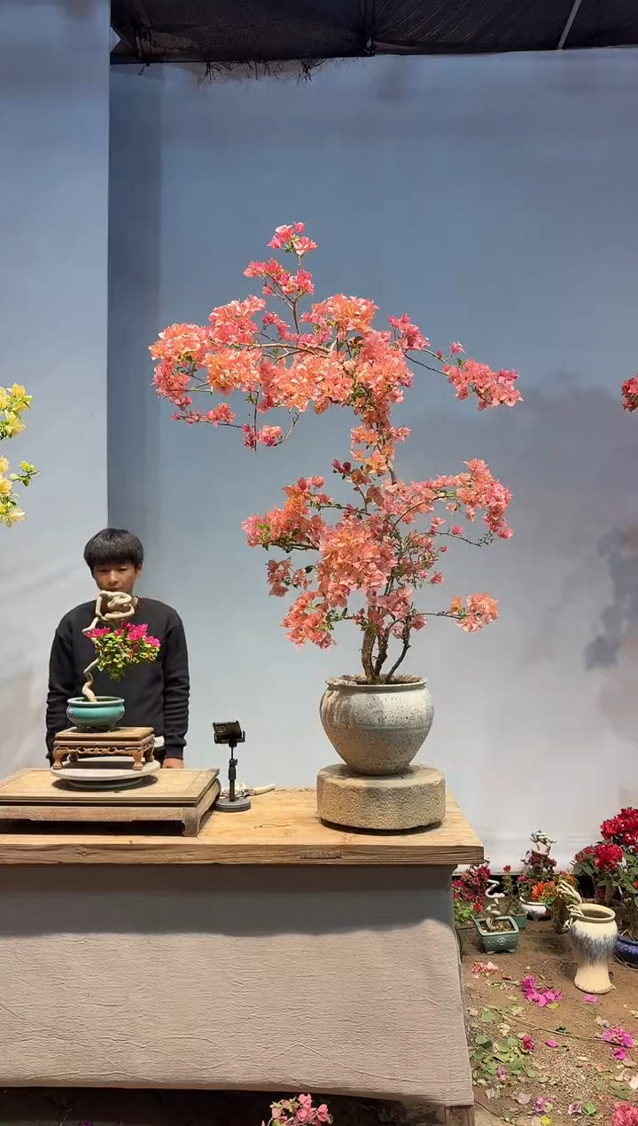 以实际为准京*希三角梅6