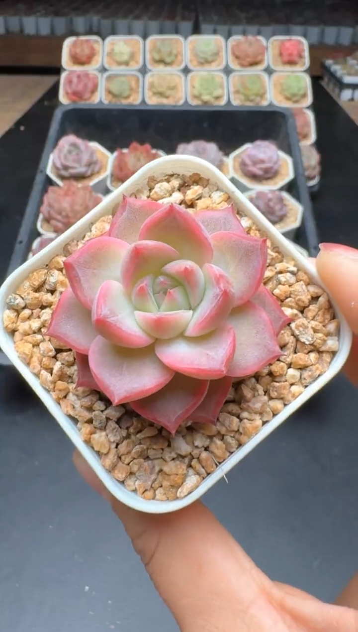 【闪购商品】127C物拍多肉带盆土6.5杯拍3颗包柚