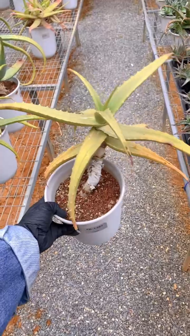 【闪购商品】原生芦荟脱土FB-1387