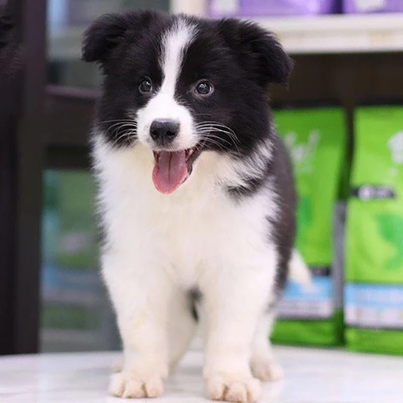 【福利款】边牧犬幼犬活体宠物狗狗纯种