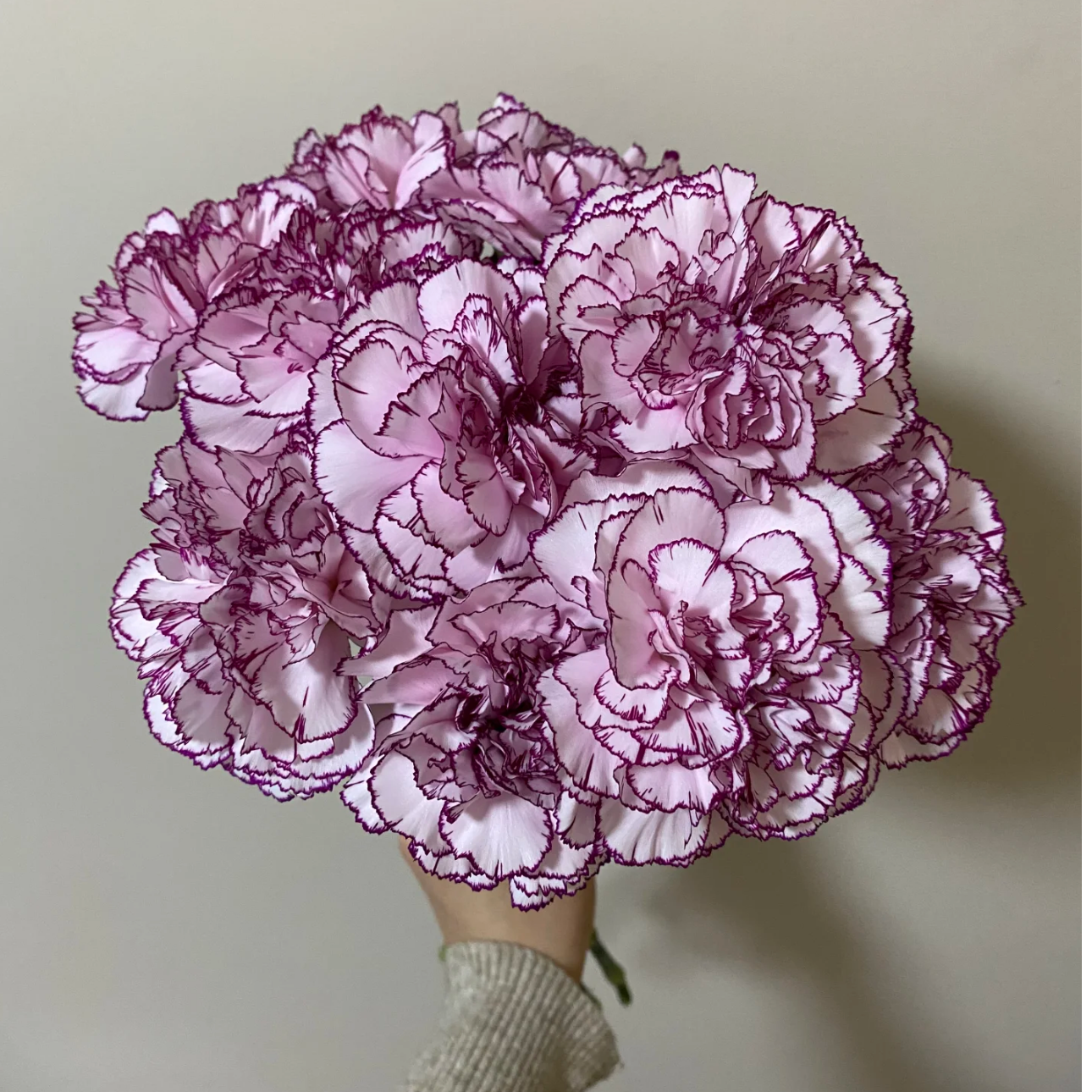 【紫精灵康乃馨】稀有康乃馨野马紫精灵康乃馨母亲节云南基地直发