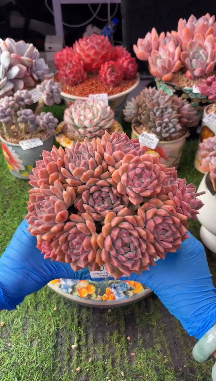 昆明印象多肉0703