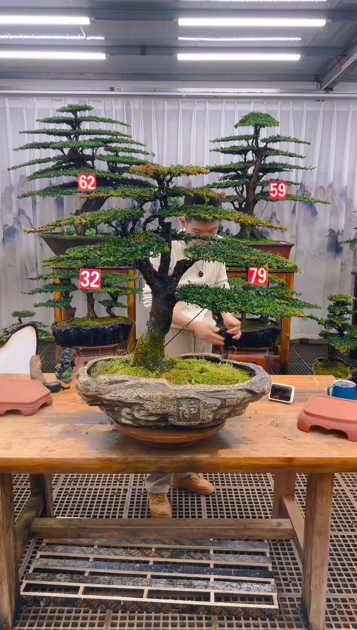 无花朵弯***严精品盆景直播间一物一拍