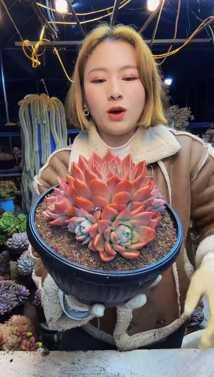 商****坊红鸾杂捧花一物一拍商城