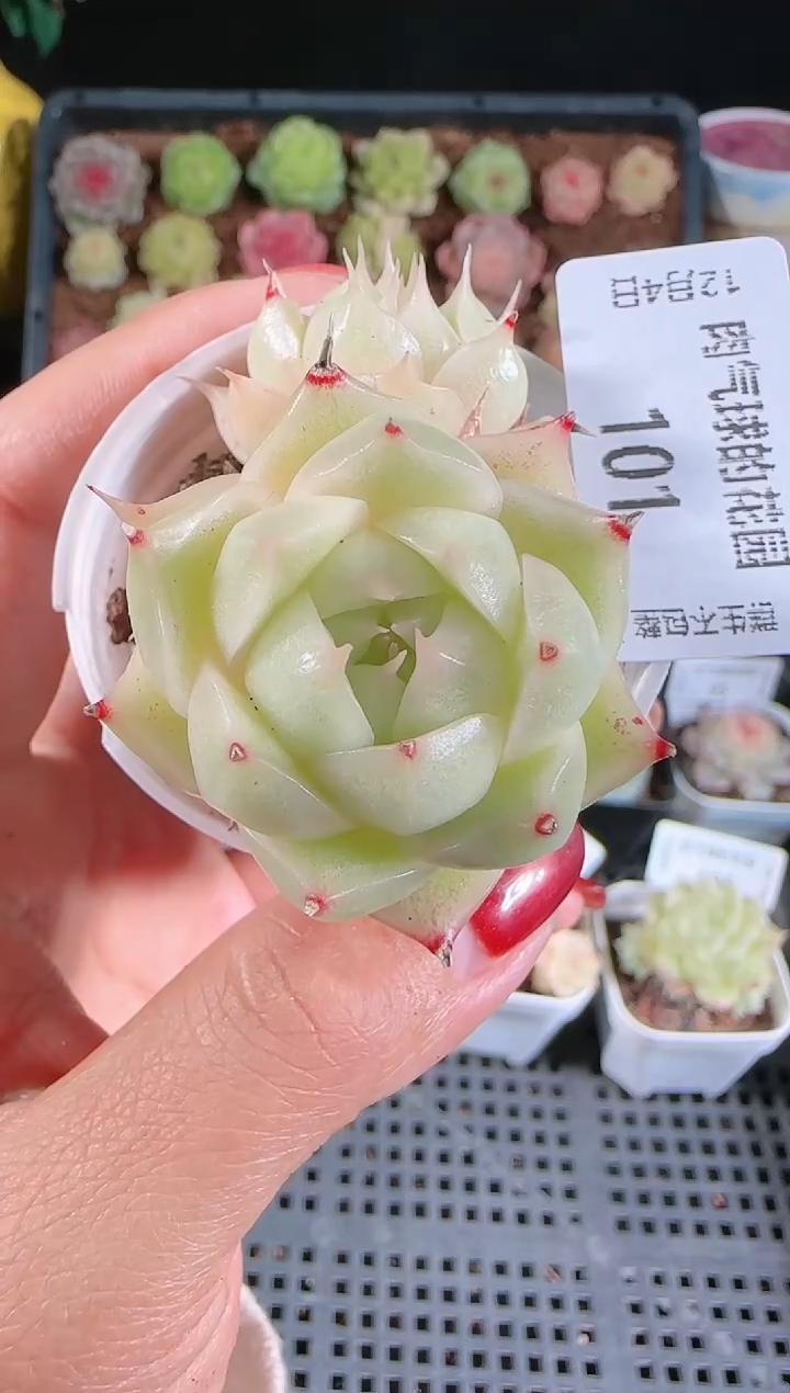 1204-101多肉群生不包整