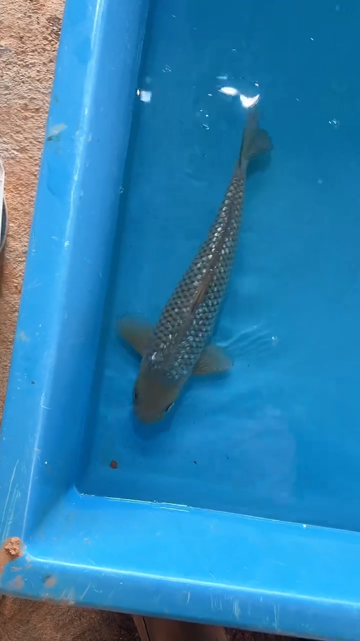 锦鲤太饱锦鲤36cm-48cm不包邮到付具体尺寸和品类以直播间为准