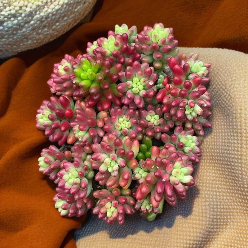 虹之玉锦多肉植物室内绿植盆栽可吸甲醛净化空气
