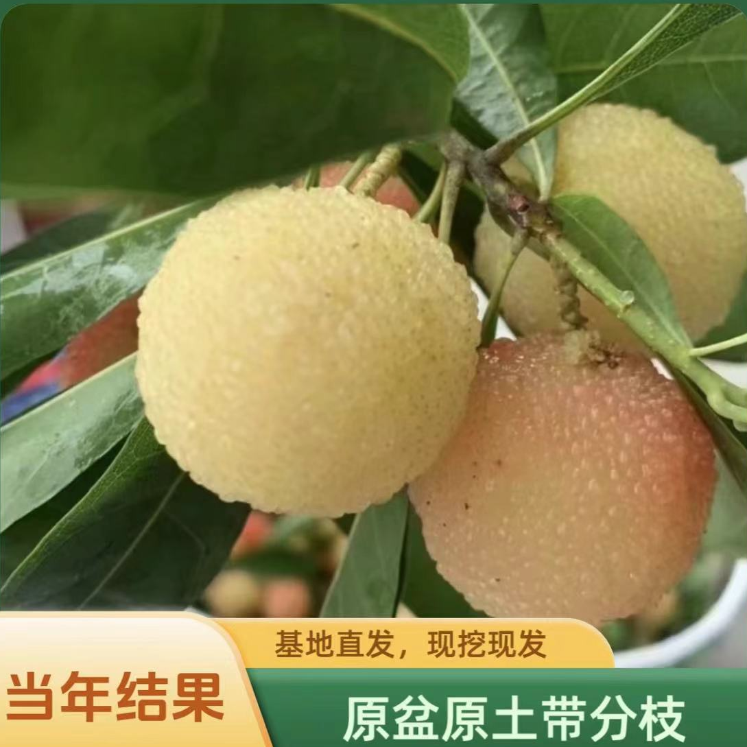 当年结水晶杨梅树苗耐寒杨梅苗盆栽地栽南方北方种植杨梅果树苗